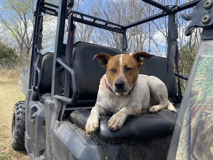 Jones veterinary clinic Picture 1