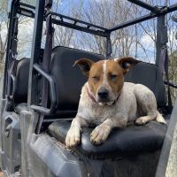 Jones veterinary clinic ico