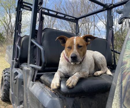 Jones veterinary clinic