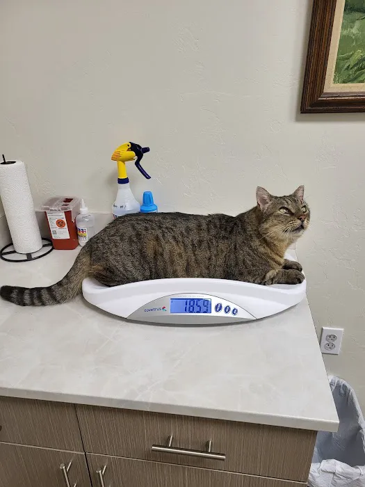 Jones veterinary clinic Picture 4