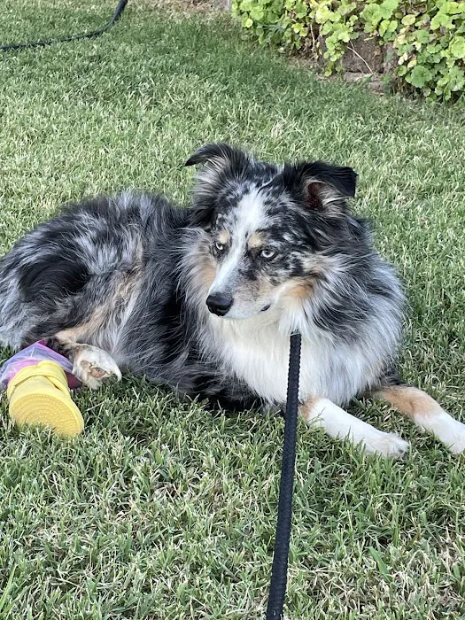 Jones veterinary clinic Picture 5