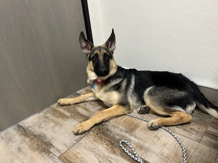 Jones veterinary clinic Picture 2