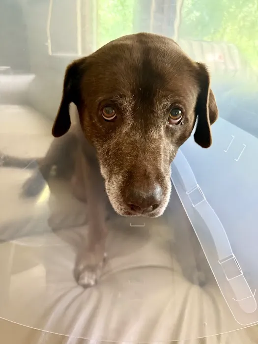 VCA Kickingbird Animal Hospital Picture 1