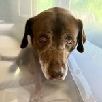 VCA Kickingbird Animal Hospital