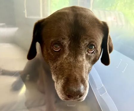 VCA Kickingbird Animal Hospital