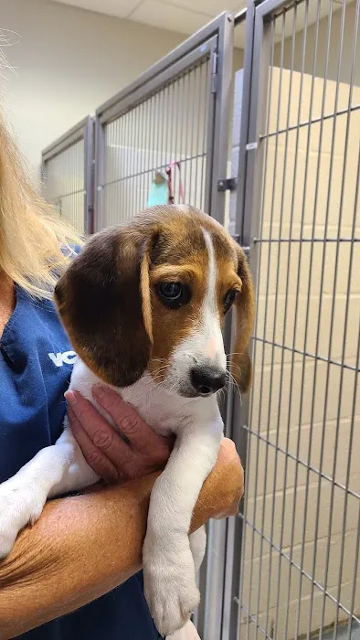 VCA Kickingbird Animal Hospital Picture 4