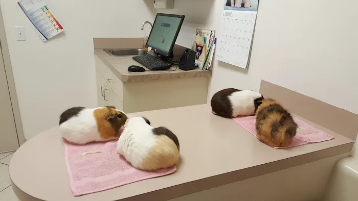 VCA Kickingbird Animal Hospital Picture 5