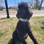 Vetco Total Care Animal Hospital