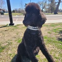 Vetco Total Care Animal Hospital ico