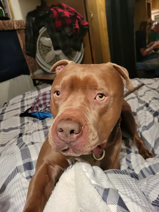 Vetco Total Care Animal Hospital Picture 4