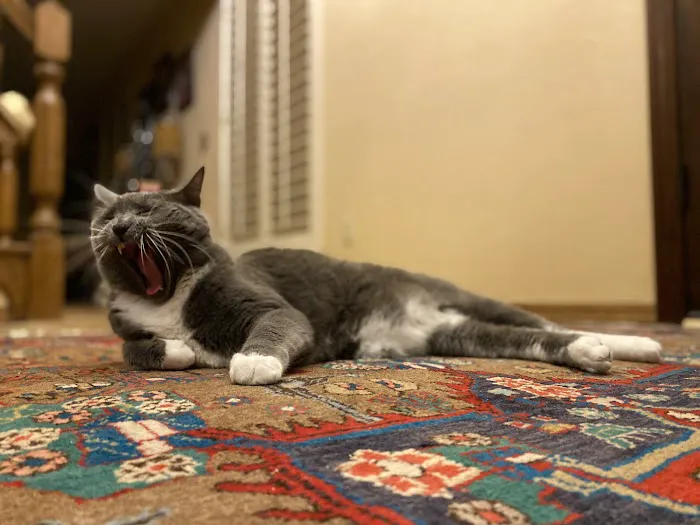 Danforth Animal Hospital Picture 2