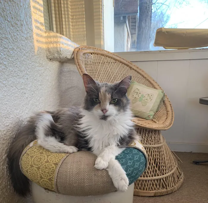 Choctaw Family Pet Care Picture 5