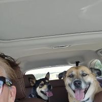 Choctaw Family Pet Care ico