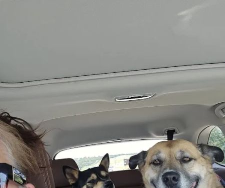 Choctaw Family Pet Care