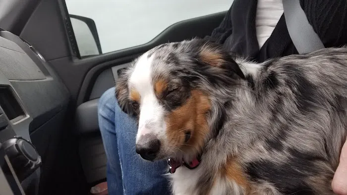 Choctaw Family Pet Care Picture 10