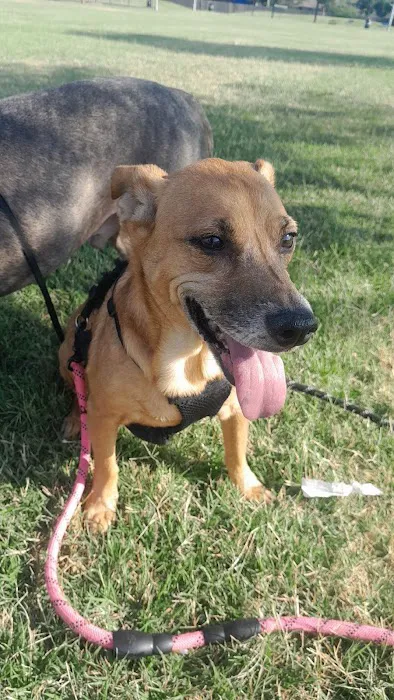 Town and Country Animal Hospital Picture 1