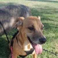 Town and Country Animal Hospital ico