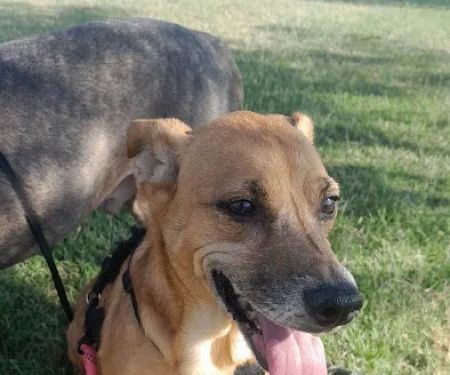 Town and Country Animal Hospital