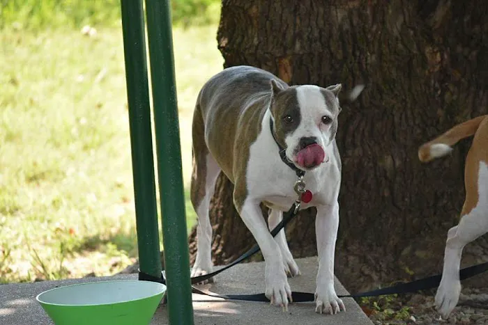 Town and Country Animal Hospital Picture 6