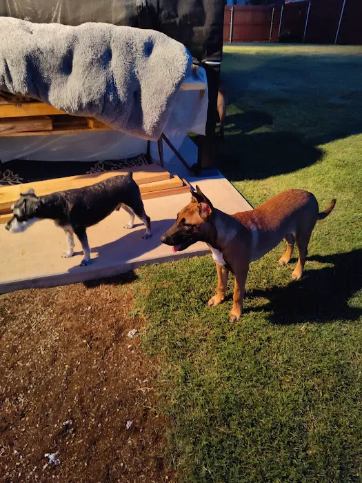 Town and Country Animal Hospital Picture 2