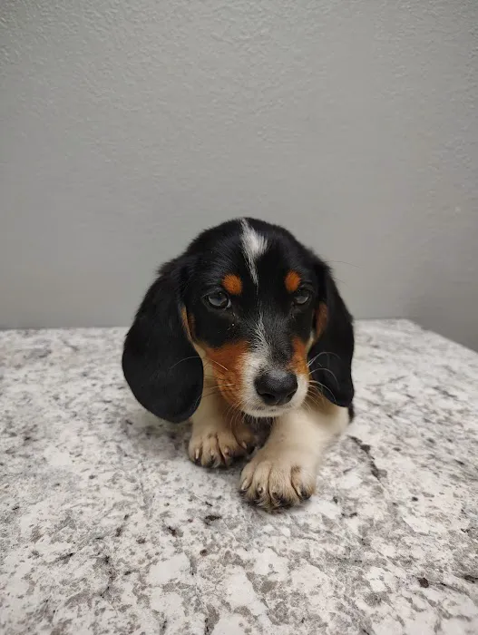 Town and Country Animal Hospital Picture 3