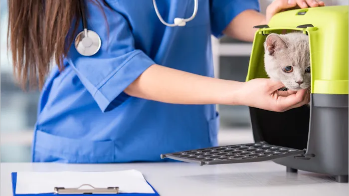 Town and Country Animal Hospital Picture 9