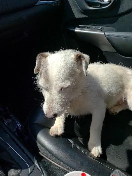 Town and Country Animal Hospital Picture 8