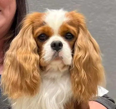 Town and Country Animal Hospital Picture 7