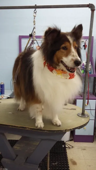 Post Road Pet Clinic Picture 3