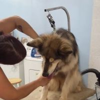 Post Road Pet Clinic ico