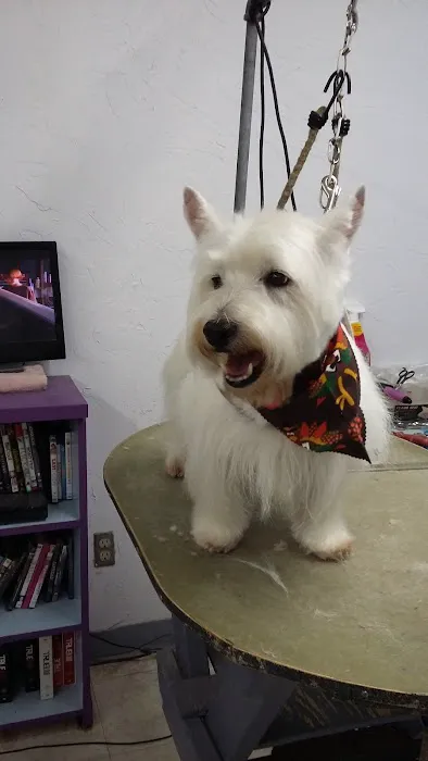 Post Road Pet Clinic Picture 10