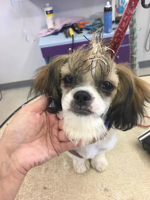 Post Road Pet Clinic Picture 7