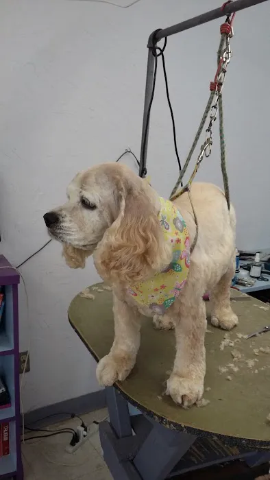 Post Road Pet Clinic Picture 9