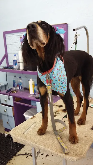 Post Road Pet Clinic Picture 4