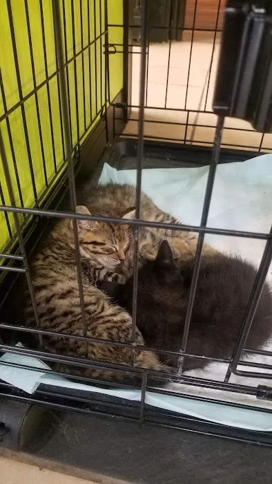 Animal Birth Control and Vaccine Clinic Picture 5