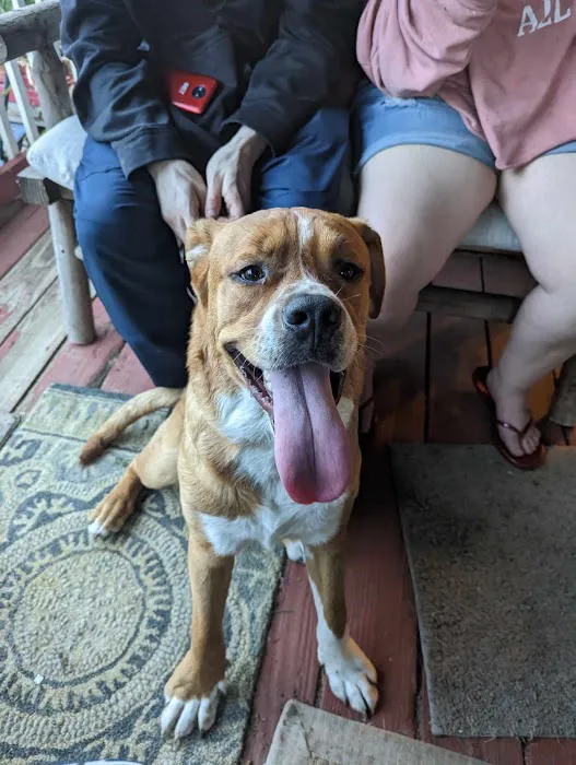 Animal Birth Control and Vaccine Clinic Picture 4