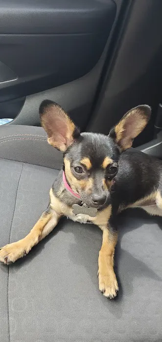 Animal Birth Control and Vaccine Clinic Picture 2