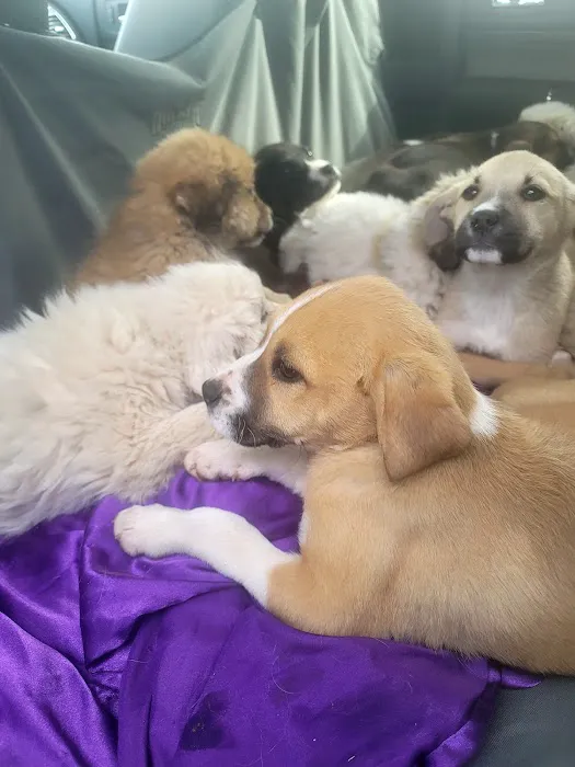 Animal Birth Control and Vaccine Clinic Picture 8