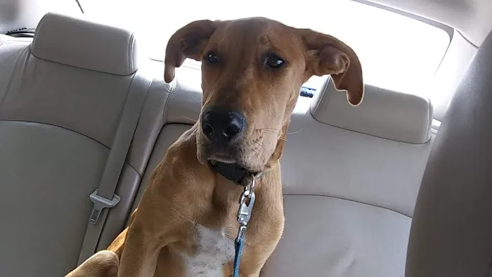 Animal Birth Control and Vaccine Clinic Picture 9