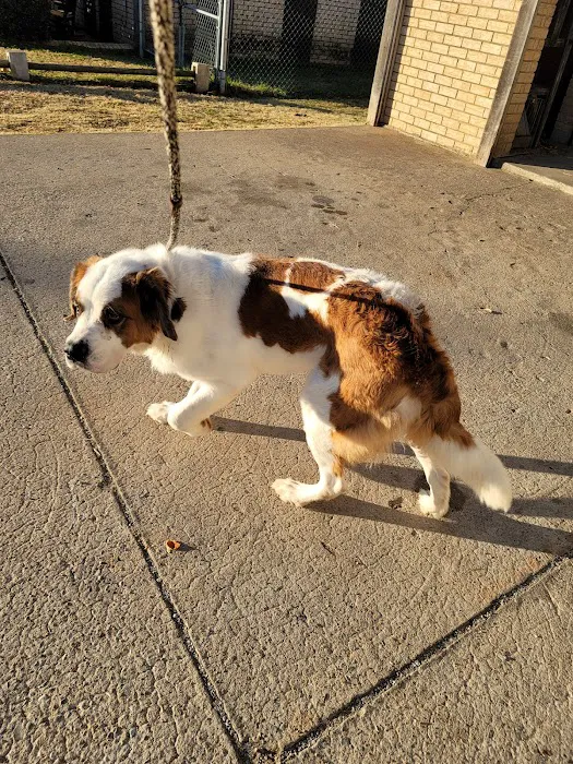 Animal Birth Control and Vaccine Clinic Picture 7