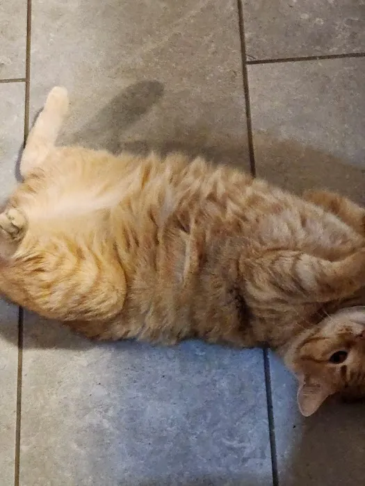 Amber Oaks Veterinary Hospital Picture 3