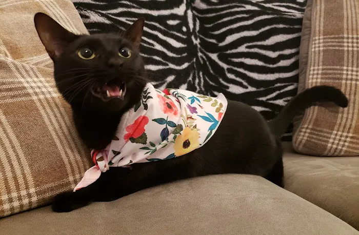 Amber Oaks Veterinary Hospital Picture 6