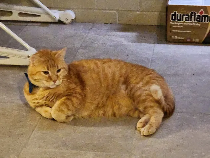 Amber Oaks Veterinary Hospital Picture 2