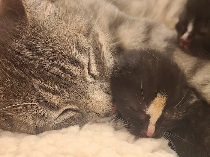 Animal Medical Center of Midwest City Picture 2