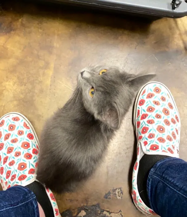 Animal Medical Center of Midwest City Picture 6