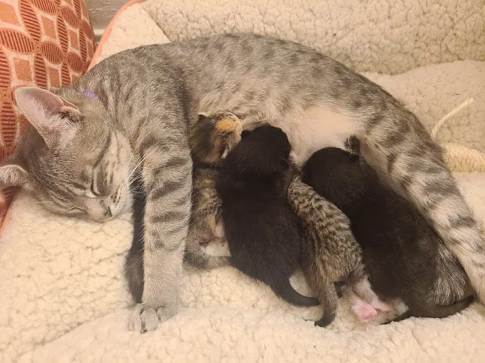 Animal Medical Center of Midwest City Picture 4