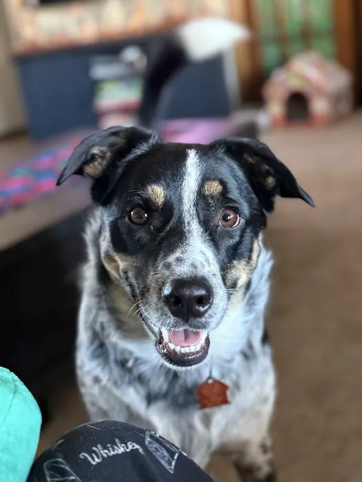 Animal Medical Center of Midwest City Picture 5