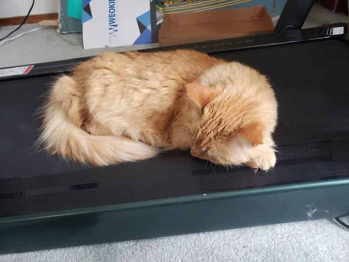 Animal Medical Center of Midwest City Picture 3