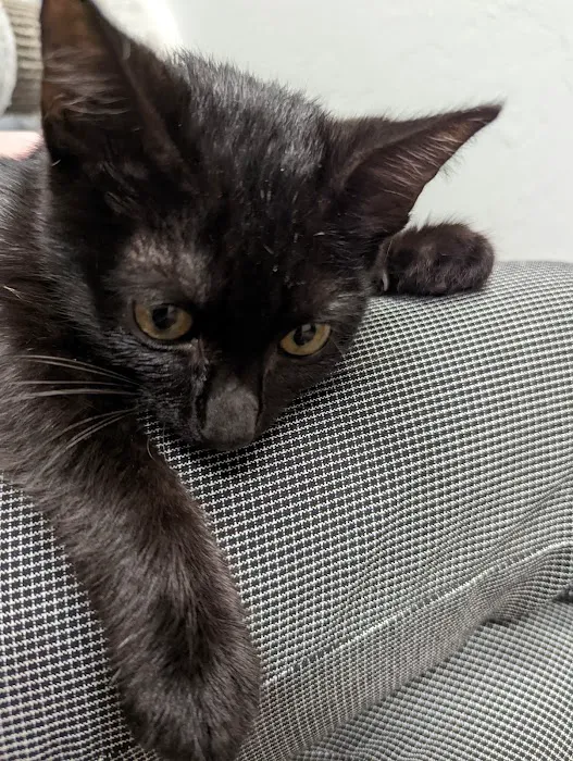 Animal Medical Center of Midwest City Picture 7