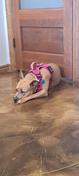 Animal Medical Center of Midwest City Picture 9